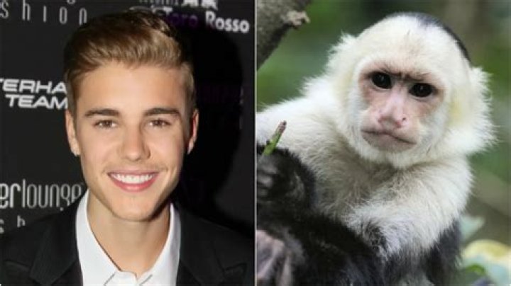 8 celebrities with exotic animals (Pet tigers, monkeys and more)
