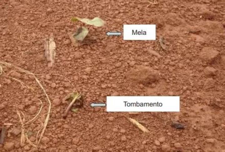 Dr. Anthony Mela Sr., DO – Crum Lynne, PA