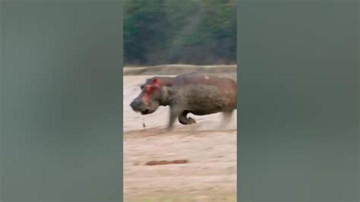 Are hippos bulletproof? – Celebrity