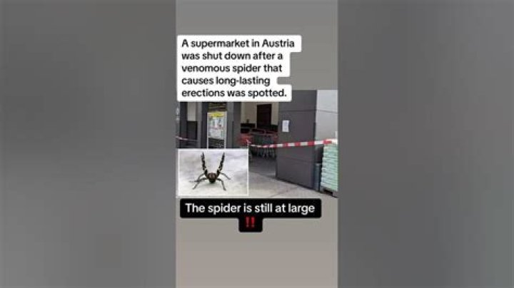 Austrian supermarket shut down due to spider that can cause long, painful erections