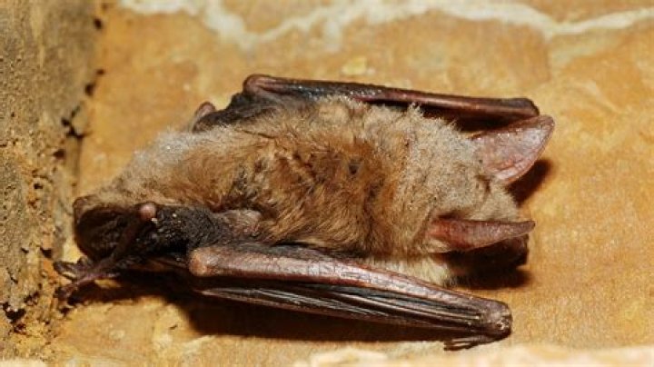 Barbara Denevers – El Rito, NM