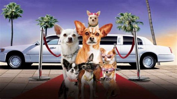 Did they make a Beverly Hills Chihuahua 4? – Celebrity