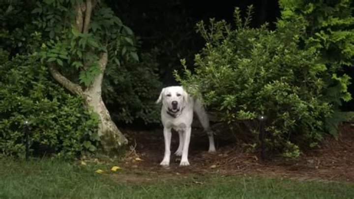 Does Gonker live in ‘Dog Gone?’ The true story behind Netflix’s new original, explained