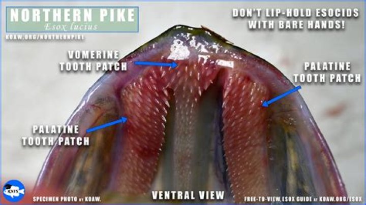 Fact Check On Cosmo Pyke Rape Allegations – Does The Singer Have HIV?