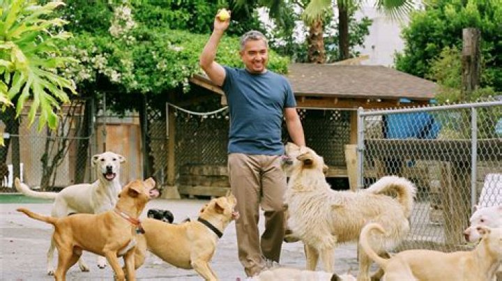 How Much Does Cesar Millan Charge To Train Dogs? – Celebrity