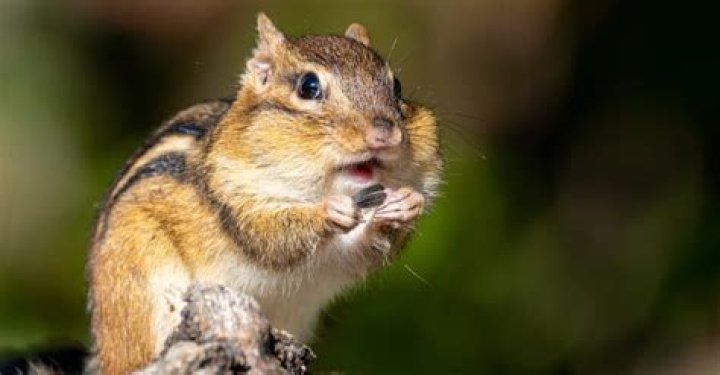 How much is a chipmunk worth? – Celebrity