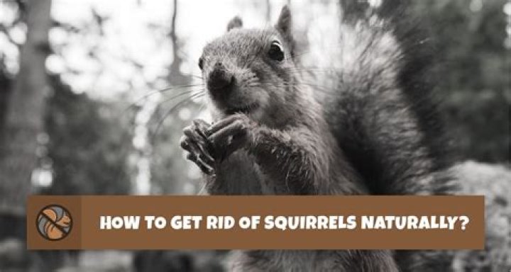 How to get rid of squirrels naturally