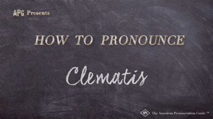 How to pronounce clematis