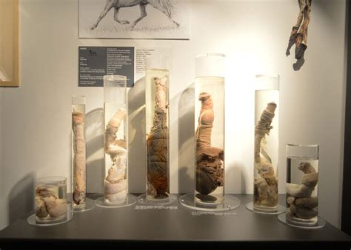 Iceland’s Penis Museum collection gets a famous new member