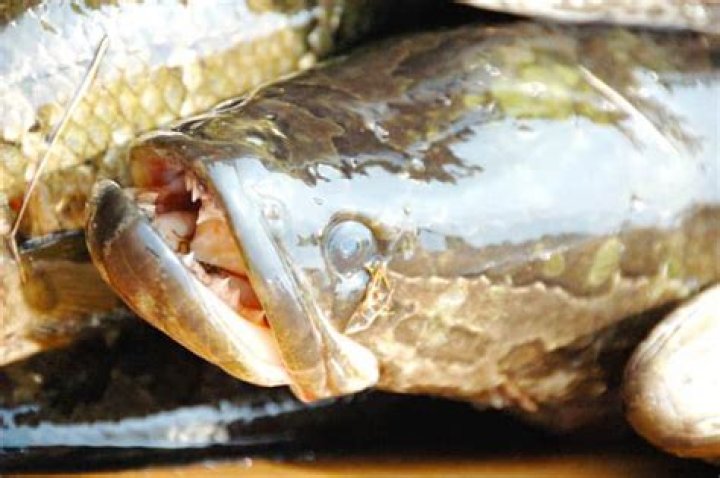 Is a snakehead fish good to eat