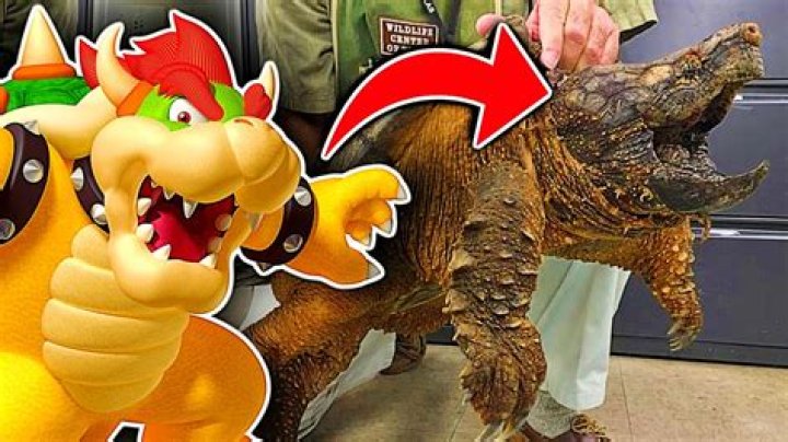 Is Bowser A Dragon Or Turtle? – Celebrity