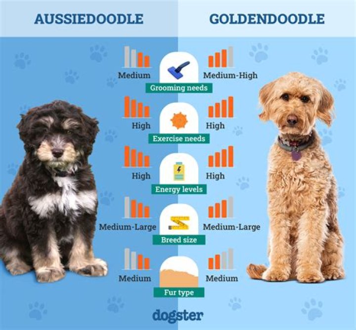 Ivan Mallon Age, Height: How old tall is Ivan Mallon?