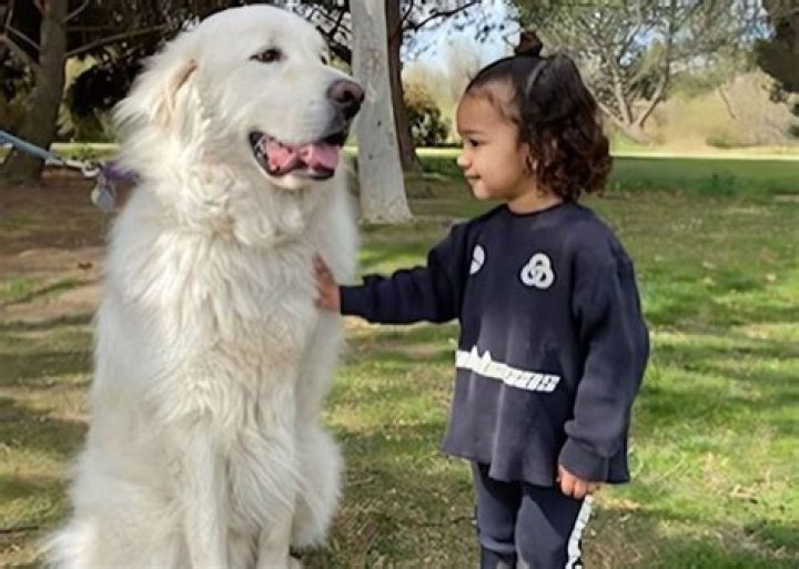 Kim Kardashian Shares Adorable Pictures Of Chicago West With A Huge White Dog — Chi Loves Doggies!