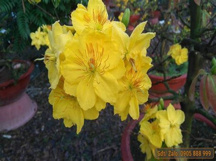 Dr. Mai Vang, MD – Sacramento, CA