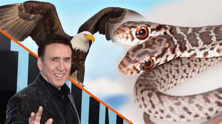 Nicolas Cage got a two-headed snake after having dreams about eagles