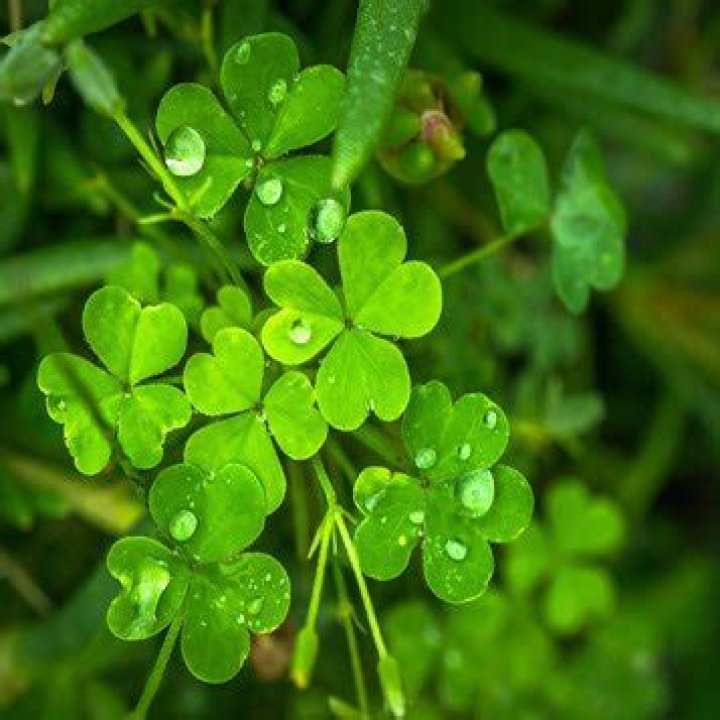 Nicole Anderson – Bio, Facts, Family Life of TikTok Star