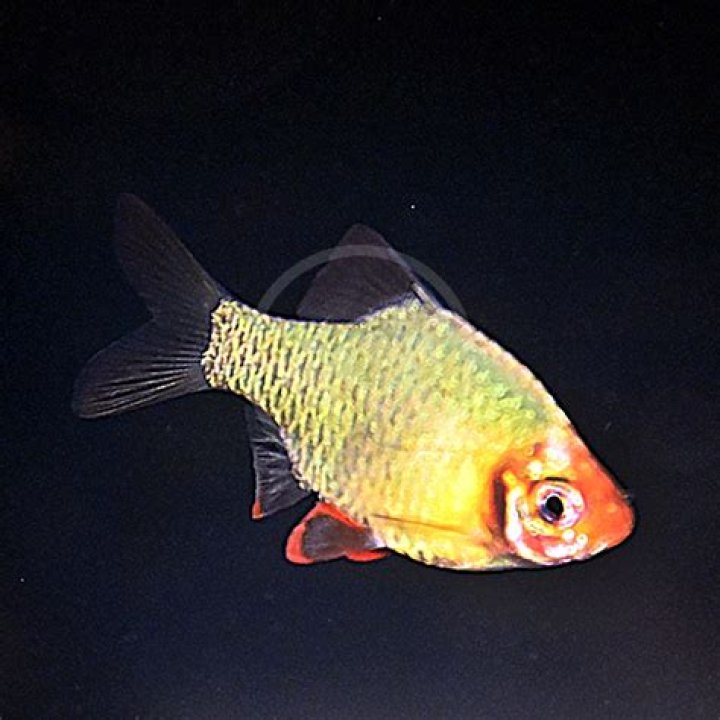 Dr. Philip Green, MD – Brooklyn, NY