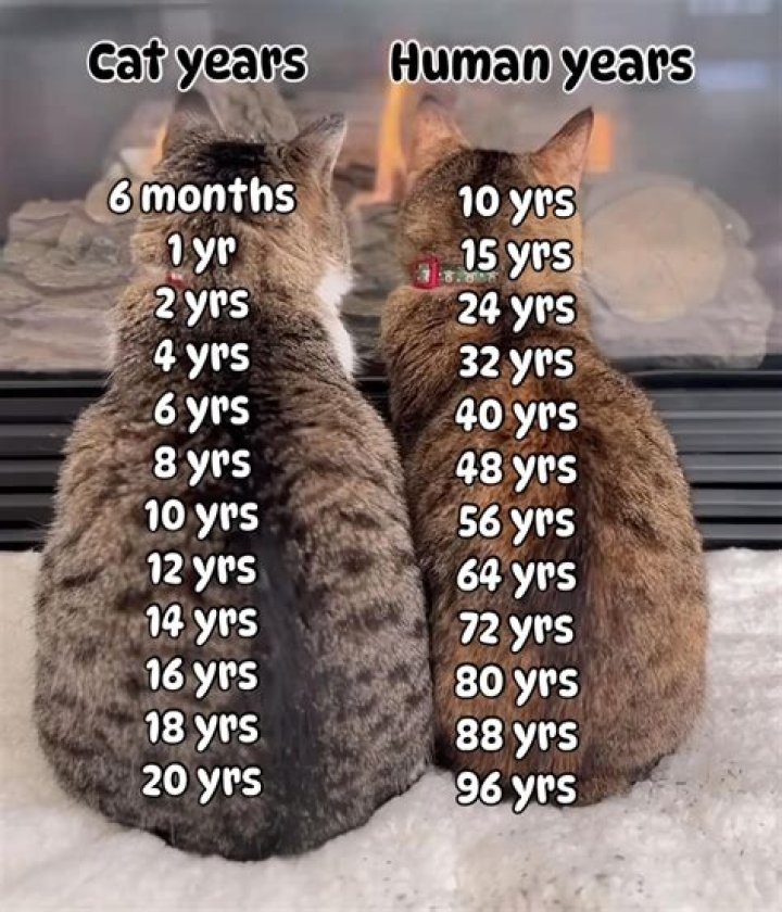 SweeetTails Age: How Old Is She?