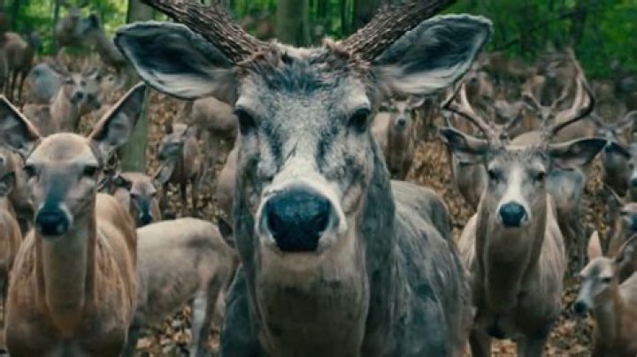 The deer symbolism in ‘Leave the World Behind’ explained