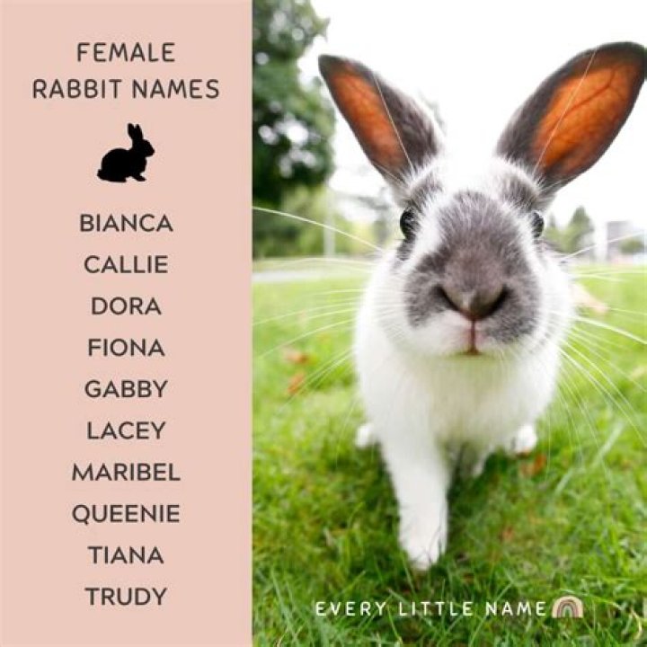 What are the names of the bunnies in Bambi? – Celebrity