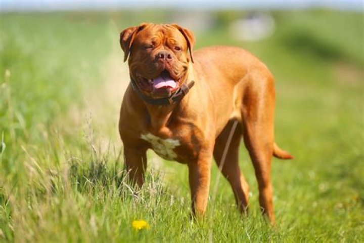 What breed is Hooch from Turner and Hooch? – Celebrity