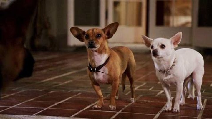 What breed is Papi from Beverly Hills Chihuahua? – Celebrity