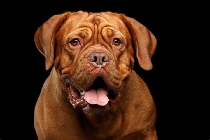 What breed of dog is Hooch? – Celebrity