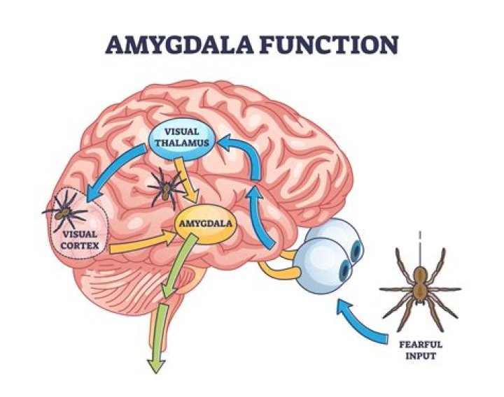 What does ‘Amygdala’ mean? Agust D’s new song meaning, explained