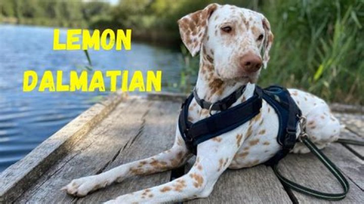What is a lemon Dalmatian? – Celebrity