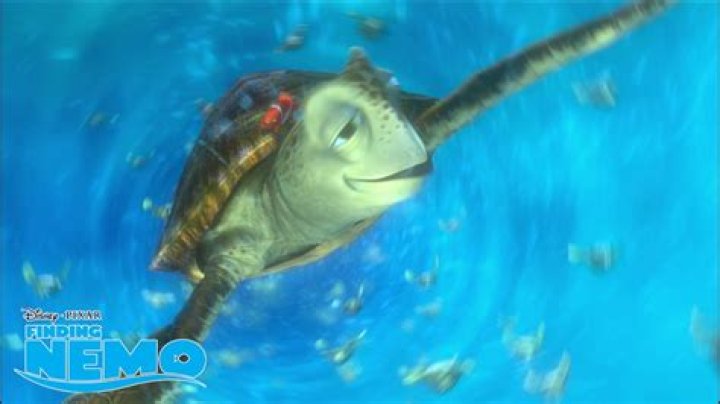 What’s the baby turtle on Finding Nemo’s name? – Celebrity