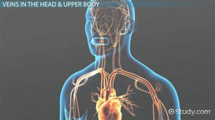 Which is the largest vein in human body