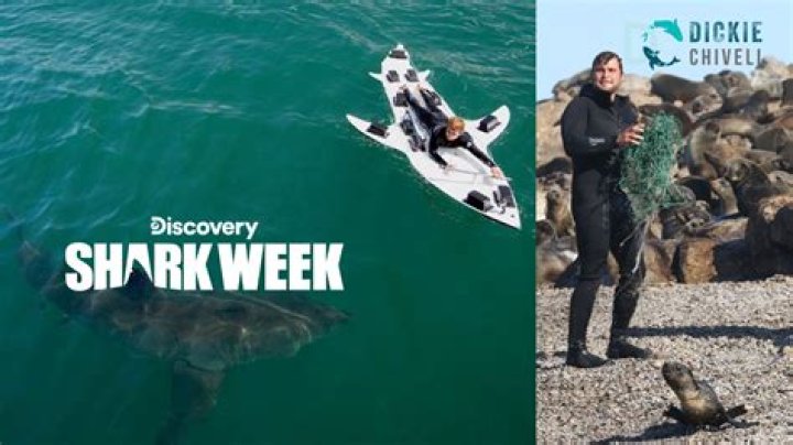 Who Is Shark Week Star Alison Towner? Everything On Her Husband