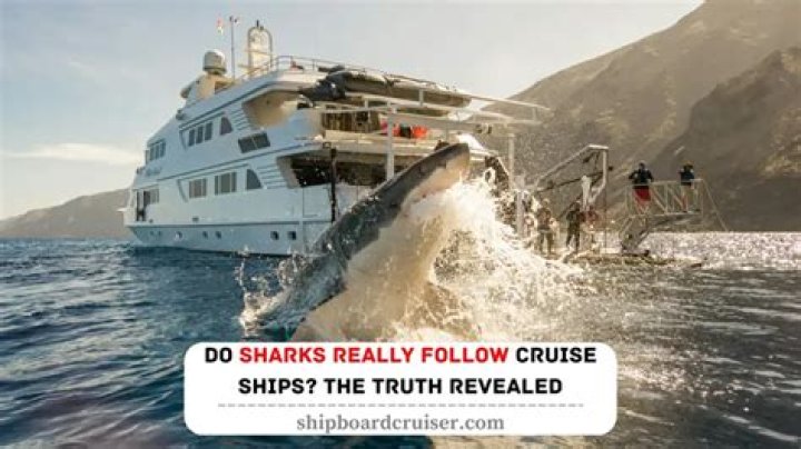 Why Do Sharks Follow Cruise Ships? – Celebrity